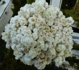 50+ Dried Pearly Everlasting Mini White Straw Flowers Wildflowers Wedding DIY