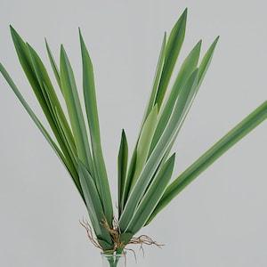 Real Touch Cymbidium Leaves with Root, Fake Orchid Foliage, Realistic Greenery, Artificial Plant Craft, Home Floral Decor, Table Centerpiece