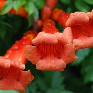 Orange Trumpet Vine (Campsis radicans) Long Blooming Vine! - 15 seeds