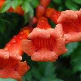 Orange Trumpet Vine (Campsis radicans) Long Blooming Vine! - 15 seeds