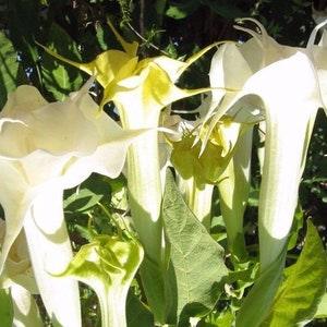 DOUBLE WHITE DATURA Quick Bloom Angel's Metel Trumpet 10 Seeds