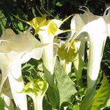 DOUBLE WHITE DATURA Quick Bloom Angel's Metel Trumpet 10 Seeds