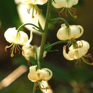 WHITE TURK'S CAP Lily Lilium Martagon Michigan Wildflower Mortagon Lillium 5 Rare Seeds