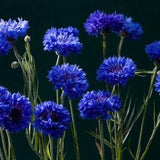 BLUE BALL Bachelor's Button Cornflower Centaurea Cyanus Batchelors Annual Corn Flower 20 Seeds