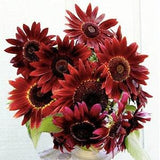 25+ Velvet Queen Sunflower Flower Seeds / Red Sunflower / Cut Flower / For Bouquets/ (#W19B)