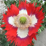 Izmir Danish Flag Poppy (1000+ seeds)