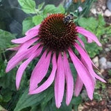 Echinacea / Purple Coneflower Seeds - Echinacea Purpurea