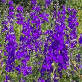 100+ Rocket  Larkspur Flower Seeds- -DELPHINIUM CONSOLIDA-Rocket Larkspur-B658-Purple Larkspur