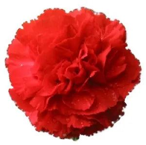 50 SCARLET RED CARNATION Dianthus Caryophyllus Flower Seeds *Flat S/H