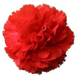 50 SCARLET RED CARNATION Dianthus Caryophyllus Flower Seeds *Flat S/H