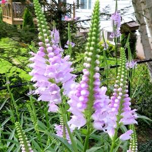Tall Pink Obedient Plant Physostegia Virginiana Native Canadian Wildflower