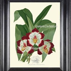 BOTANICAL PRINT Flower Art P10 4x6 5x7 8x10 11x14 Beautiful Large Pescatoria Orchid Tropical Plant Room Home Decor Wall Hanging Greenhouse