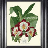 BOTANICAL PRINT Flower Art P10 4x6 5x7 8x10 11x14 Beautiful Large Pescatoria Orchid Tropical Plant Room Home Decor Wall Hanging Greenhouse