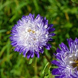 China Aster Ruckley Supreme Flowers 1g - 200 NON GMO Seeds - Callistephus Chinensis