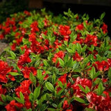 Red Azalea 