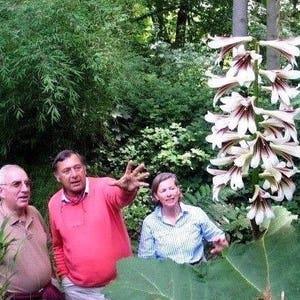 GIANT HIMALAYAN LILY Cardiocrinum Giganteum Yunnan Forms Bulb, Hardy Perennial, 5 Seeds