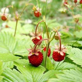 ALPINE STRAWBERRY RED Fragaria Vesca 20 Seeds