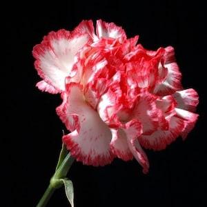 Carnation Seeds White pink  Fresh seeds 0.40gr Approx 150 seeds