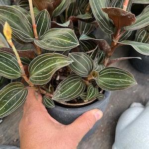 Ludisia Discolor "Jewel Orchid" Planting Nodes, Starters