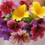 Salpiglossis, Grandiflora Mix | 25 Seeds | Velvet Flowers | Painted Tongue | Petunia Like Blooms | 24" Tall | Full/Part Sun | Cool Annual