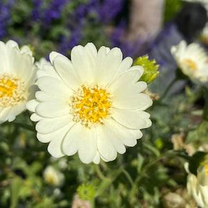 RARE: Pale-yellow Tidytips | Layia Heterotricha seeds