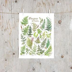 Print Ferns of Quebec | Poster botanical paintings, Poster fern l Watercolor plants Illustration |