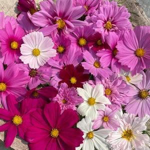 Mixed COSMOS SEEDS cut flower bouquet wedding florist from organic Dizzy Bees Urban Garden