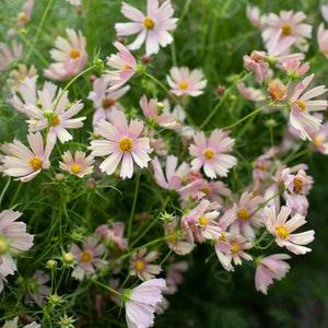 20 Cosmos Apricot Lemonade Flower Seeds / Cosmos bipinnatus / English Garden / Wildflowers / Cottage / Bouquet Flowers / Wedding Flowers