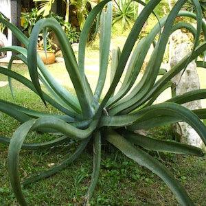 Rare Exotic Octopus Agave 10 Seeds