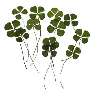 12x  Dried Flowers Leaves  Embellishments Crafts Card Making