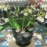 Orchid nodosa Little Stars Cattleya Brassavola Fragrant Plants