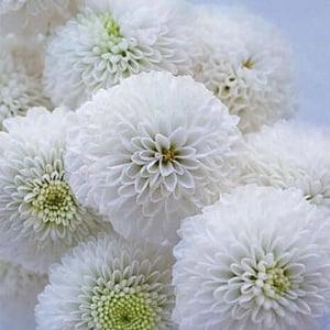 50+ Chrysanthemum Snow Ball White Aster Flower Seeds / Tanacetum Parthenium / Pompone Aster Seeds (G7)