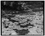 Lily pond,water bodies,flowers,plants,Washington Park,Chicago,Illinois,IL,1890