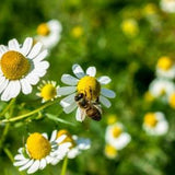 Chamomile Seeds German Flower Seeds, Organic Non-GMO 100+ seeds