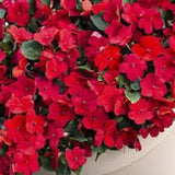 50+ Impatiens Busy Lizzie Red Flower Seeds-Impatiens Walleriana-Jewelweed-Touch-me-not Flower-Annual-B212