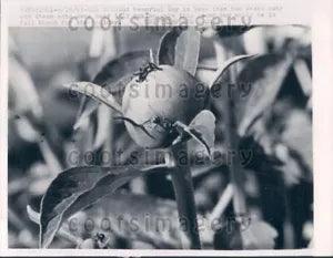 1965 Wire Photo CLOSEUP SHOT OF ANTS ON PEONY BUD FLOWER