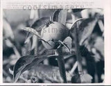 1965 Wire Photo CLOSEUP SHOT OF ANTS ON PEONY BUD FLOWER