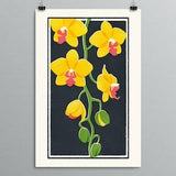 Botanical Art - Orchids - Phalaenopsis - Houseplant Illustration, Plant Art, Yellow Phal, Pink Lip, Flower Art Print