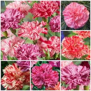 Carnation Seeds - HEIRLOOM PICOT?E Dianthus / Classic Picotee Fragrant Cut Flower a French Heirloom Carnation Create Traditional Bouquets