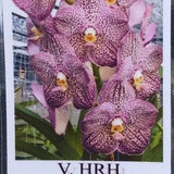 Orchid Vanda HRH Princess Royal Tropical Hanging Plants