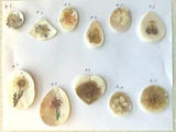 Handmade Seashells with Mini real dry flowers