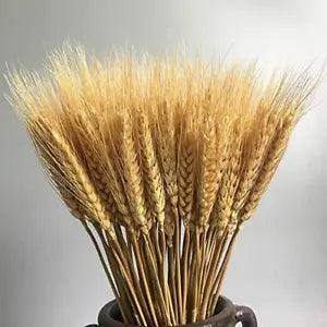 Wheat Stalks Dried, Natural Ear of Wheat Grain Flowers for Home 100 Stems Dried