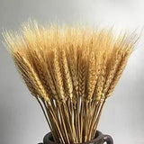 Wheat Stalks Dried, Natural Ear of Wheat Grain Flowers for Home 100 Stems Dried