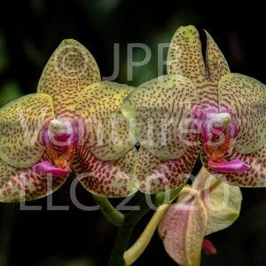 Yellow Orchid with Pink Polka Dots Unframed Close Up Print, Black and White and Canvas Options, Orchidaceae, Big Island of Hawaii, Bouquet