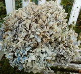 11 Dried Hydrangea Flowers Antique Cream, Blue, Green Primitives SECONDS Bouquet