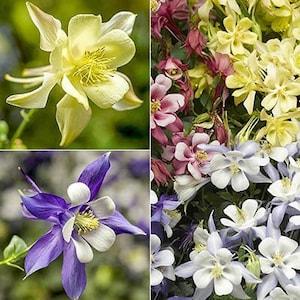 35+ seeds Columbine Aquilegia Mix floral seeds