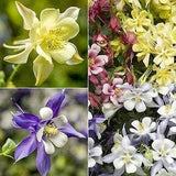 35+ seeds Columbine Aquilegia Mix floral seeds