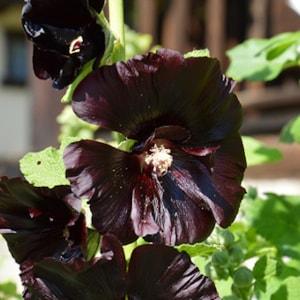 35 Black Hollyhock Seeds - ornamental garden flowers - - Reproducible Peasant Seeds - untreated