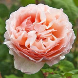Tea Roses Princesse Charlene de Monaco Flower Seeds - 20 seeds - code 378