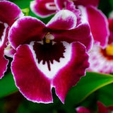 Boy Please Orchid
